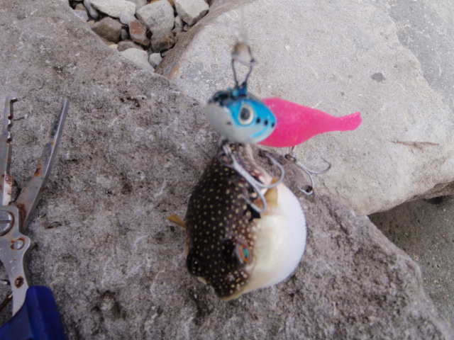 untitled 1:Users:papa:Desktop:untitled folder:P9220030.JPG