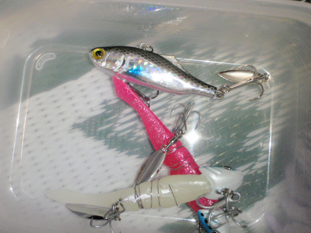 Untitled 1:Users:papa:Desktop:写真:P9120004.JPG
