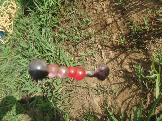 Untitled 1:Users:papa:Desktop:untitled folder 6:P8250022.JPG