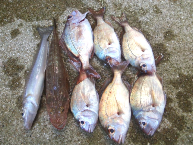 Untitled 1:Users:papa:Desktop:untitled folder 4:P8230002.JPG