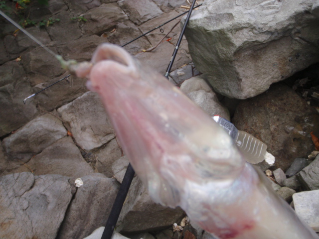 10.7.51:Users:papa:Desktop:ud folder:P8080025.JPG