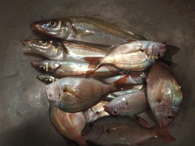 Untitled 1:Users:papa:Desktop:untitd folder:P7280044.JPG