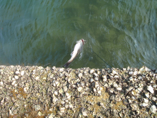 Untitled 1:Users:papa:Desktop:untitd folder:P7280008.JPG