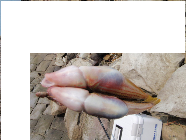 Untitled 1:Users:papa:Desktop:untitled folder 2:P7250002.png