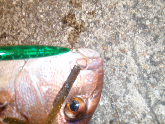 10.13.61:Users:papa:Desktop:untitled folder:P7315403.JPG