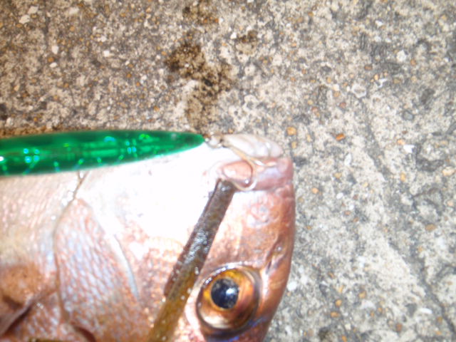 10.13.61:Users:papa:Desktop:untitled folder:P7315404.JPG