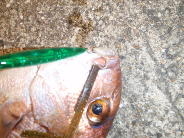 10.13.61:Users:papa:Desktop:untitled folder:P7315406.JPG