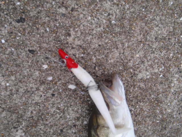 10.13.61:Users:papa:Desktop:untitled folder 2:P7055327.JPG