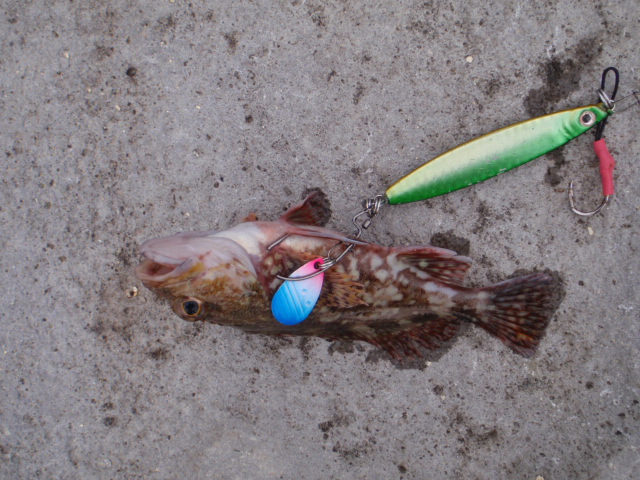 10.13.61:Users:papa:Desktop:untitled folder 2:P6195232.JPG