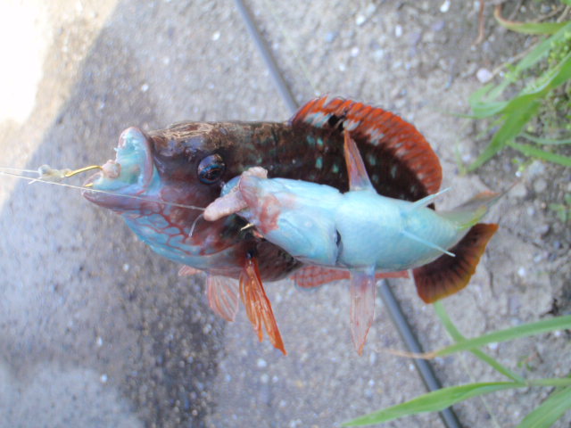 10.14.62:Users:papa:Desktop:untitled folder:P7296386.JPG