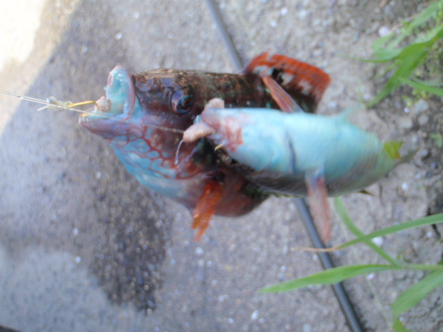 10.14.62:Users:papa:Desktop:untitled folder:P7296387.JPG